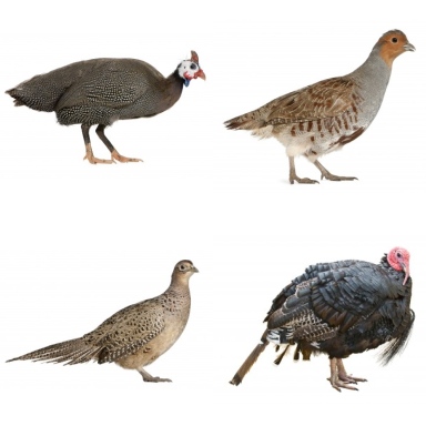 gamebird photo