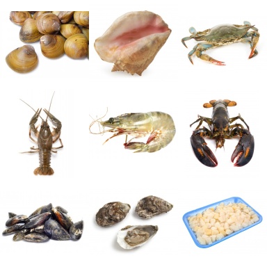 shellfish photo