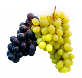 spare-grapestwocolors photo